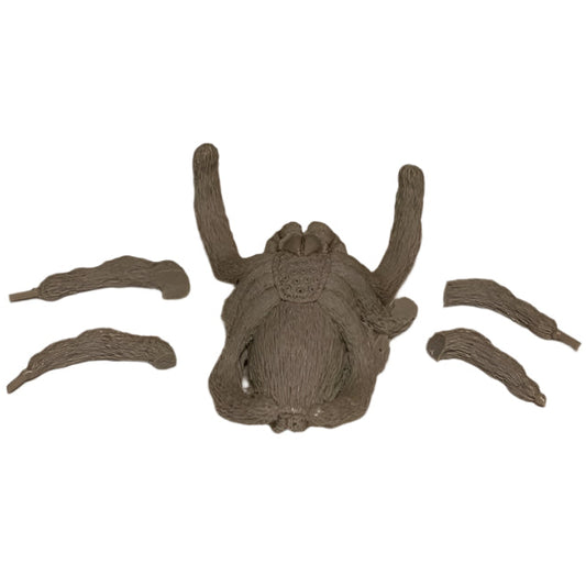 Giant Jumping Spider